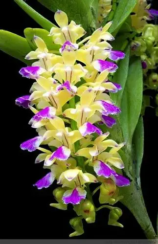 [名花雅赏]兰花(学名:cymbidium ssp.) - 京田海子 - 京田海子~浪