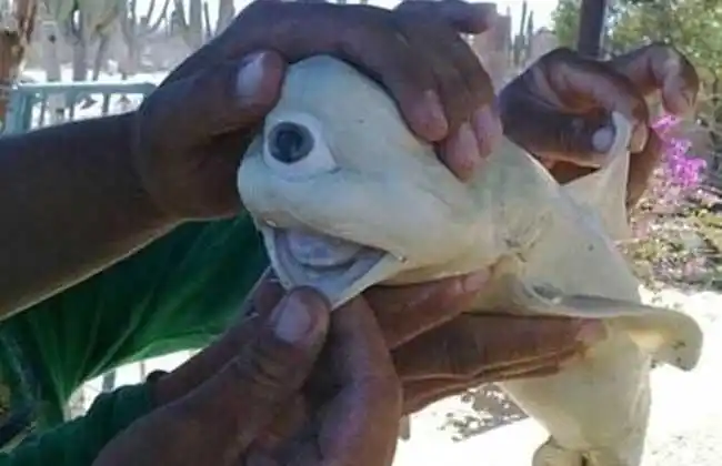 独眼鲨鱼真的存在吗