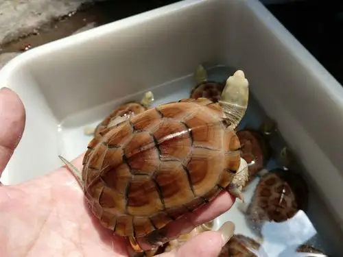 黄喉拟水龟(学名:mauremys mutica)为龟科拟水龟属的爬行动物.