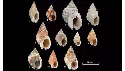 急转(央视)认清这种螺,可能致死!千万别吃!-搜狐