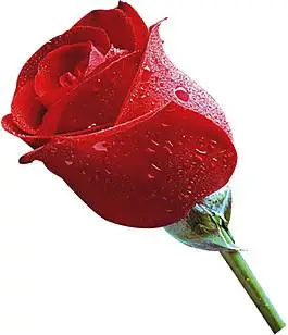 一支玫瑰花水珠素材图片