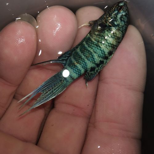 蓝蛇纹苗中国斗鱼观赏鱼冷系王子野生蓝蛇斗鱼