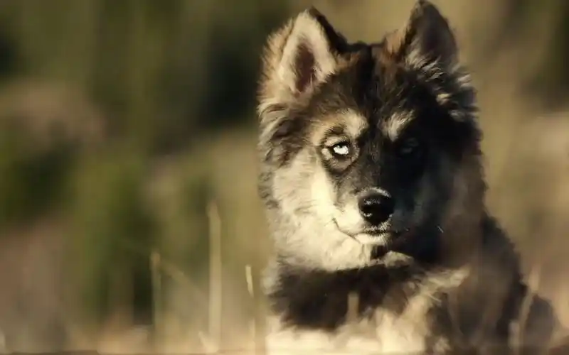 1925年真实故事改编感人至深的冒险片一只颠覆你认知的二哈多哥