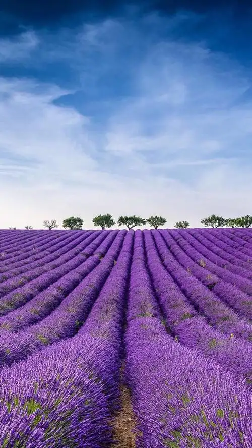 熏衣草代表女人的什么,熏衣草的寓意和象征意义
