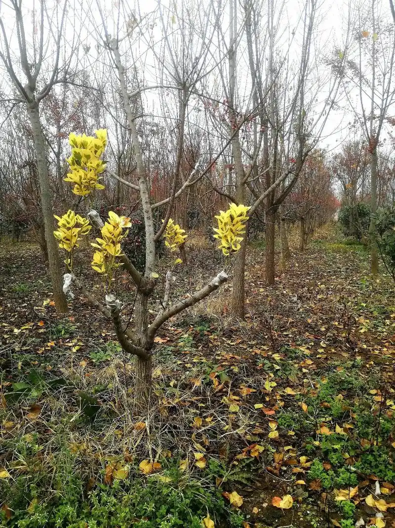 常绿多彩阔叶树.#上热门话题排行榜  - 抖音