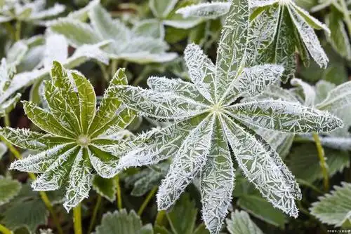 寒潮来临降温10℃,植物如何防冻?有一种激活剂,让植物不怕冻