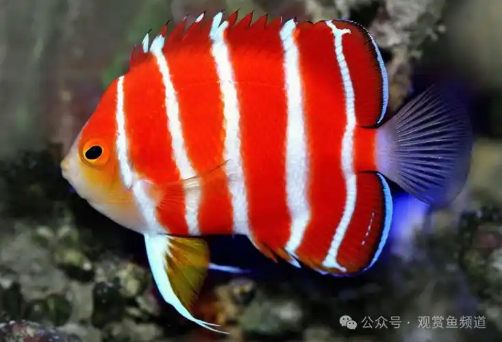10大最美海水观赏鱼色彩斑斓令人惊叹鱼友爱好者的最爱