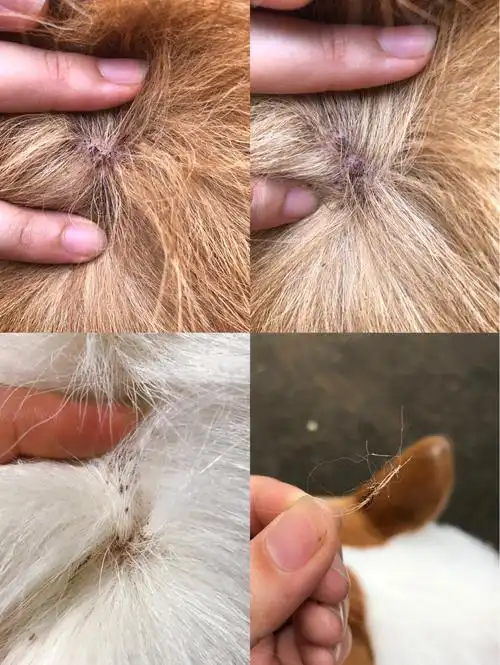 柯基 脖子上皮肤病 帮忙看看严重吗