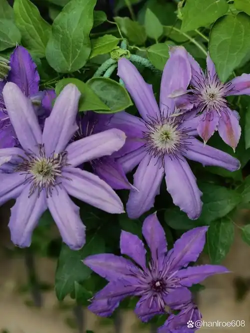 铁线莲~塞尚 去年五一花友给的一棵一加仑苗,因为我很少管理它,所以