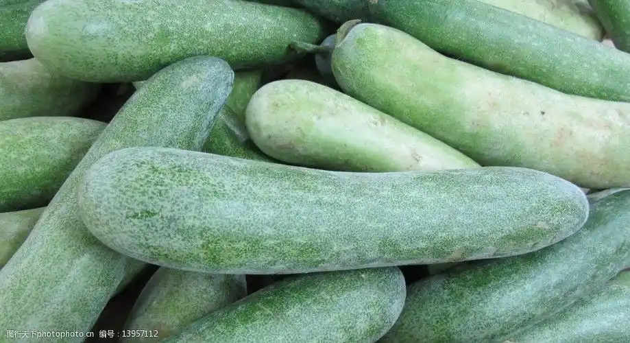 关键词:毛节瓜 蔬菜类 生鲜类食品 瓜类 农产品 蔬菜 生物世界 摄影