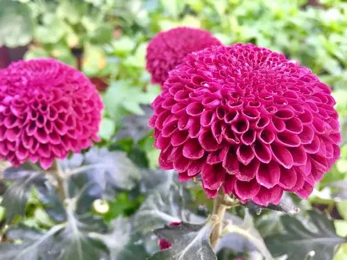 漂亮的乒乓菊球状菊花