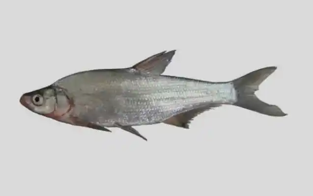 白鱼是什么鱼