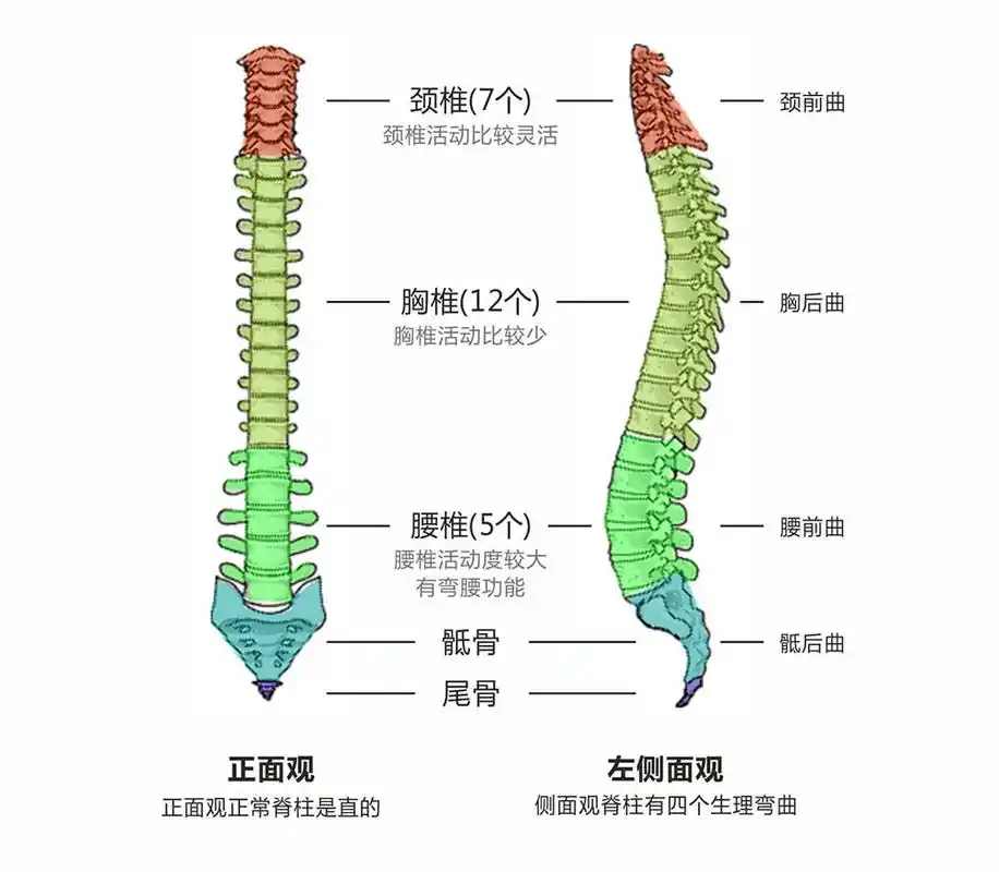 我得脊柱侧弯了吗?「ai 专家」为你免费检测
