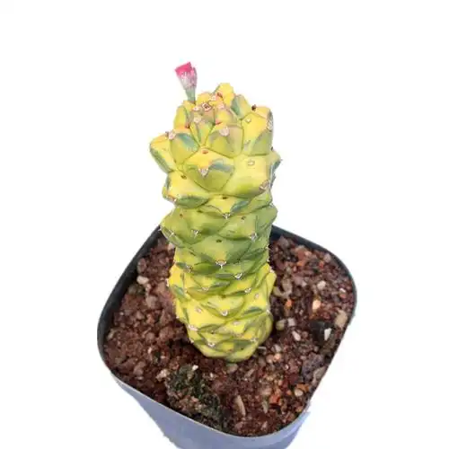 将军阁创意变异仙人大戟科开花多肉植物小盆盆栽多肉植物