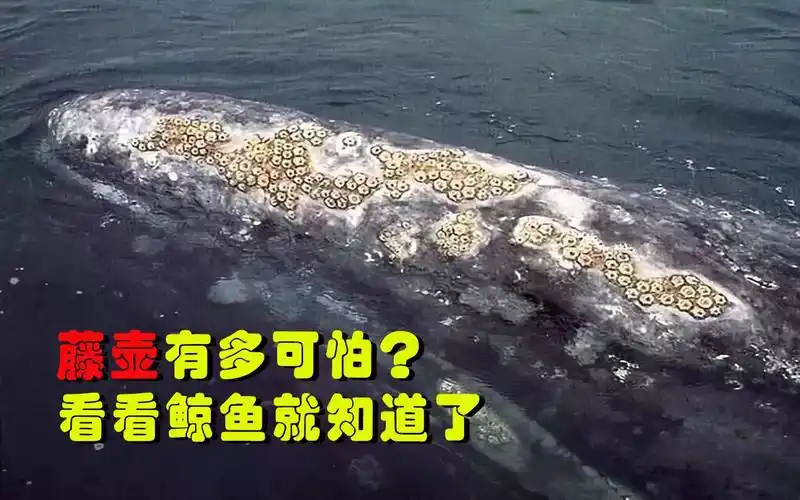 人类美食,动物唾弃的藤壶,有多可怕?