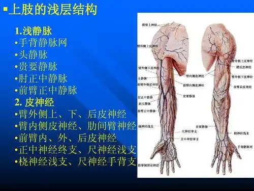 上肢复习答案ppt