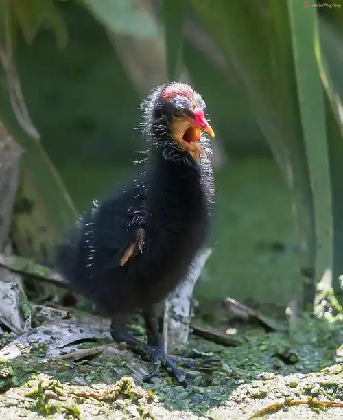 孤独的黑水鸡幼崽