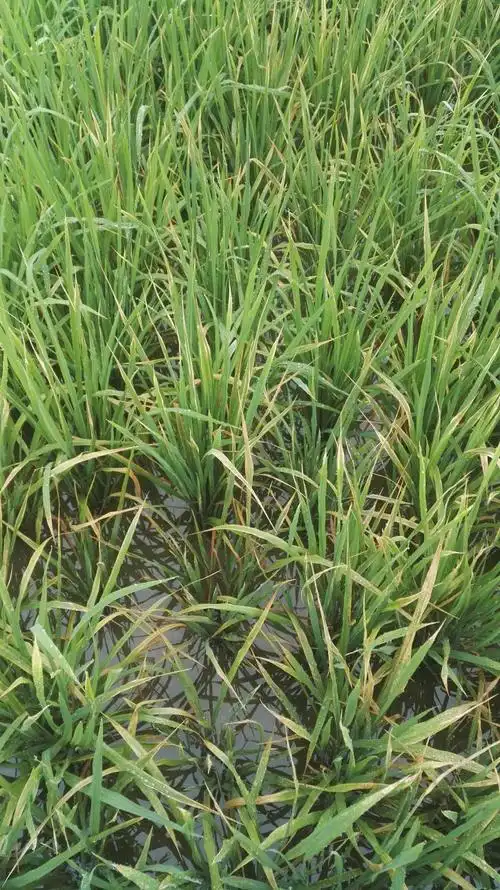 水稻田间黄化矮缩丛状,请问老师们是什么状况?