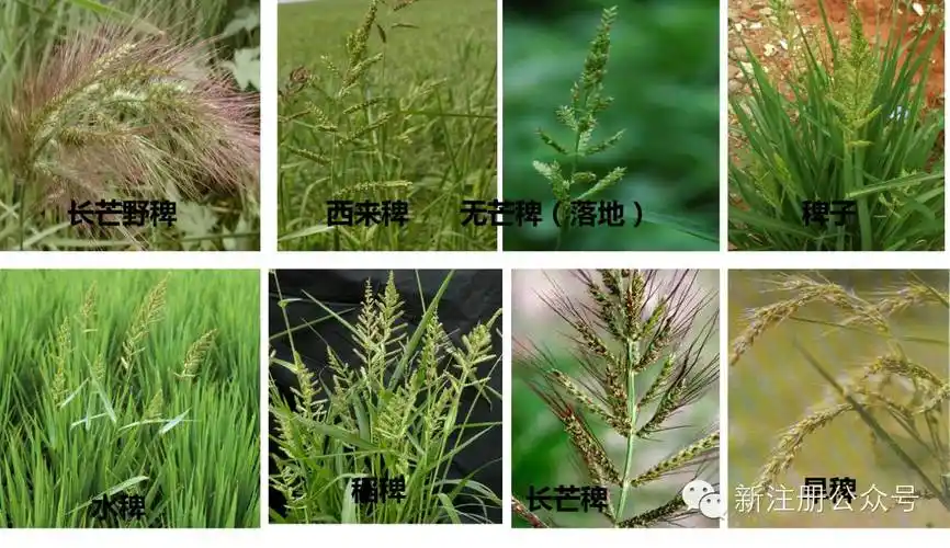 水稻禾本科杂草排名