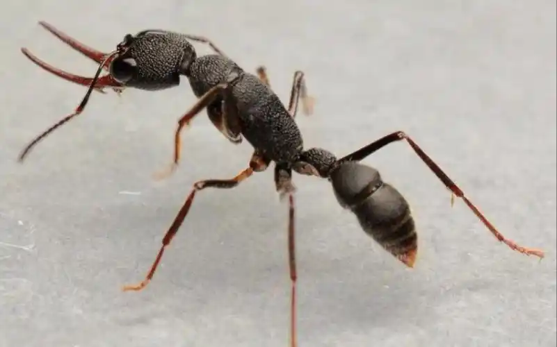 猎镰猛蚁捕食记