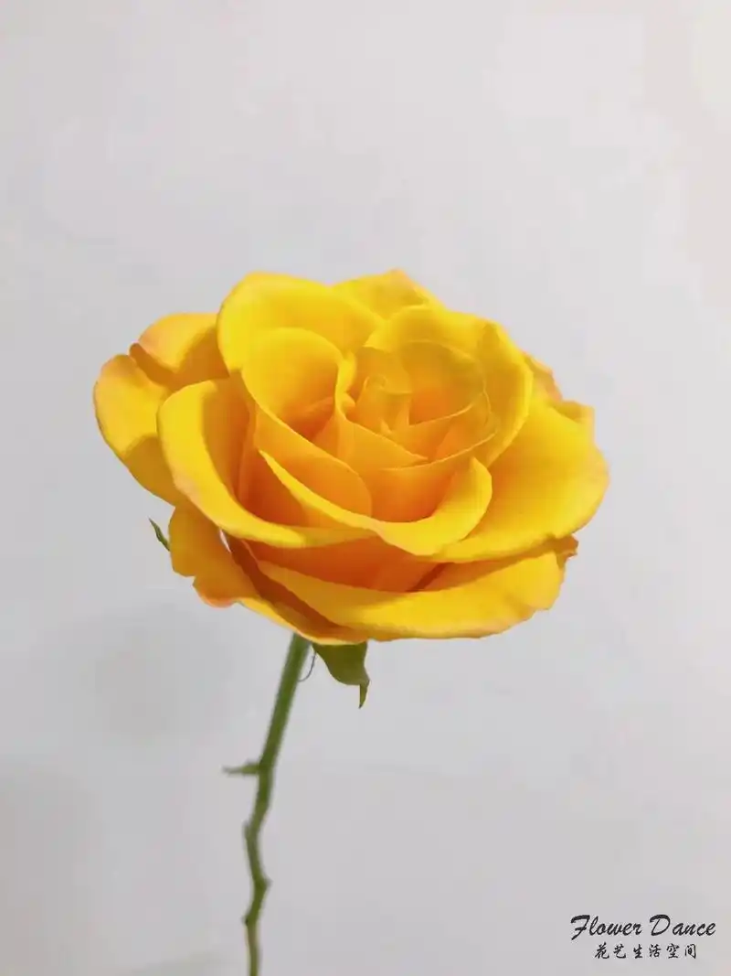 每天认识一种花945【辉煌玫瑰】在日落大道浪漫出逃,除了风没 - 抖