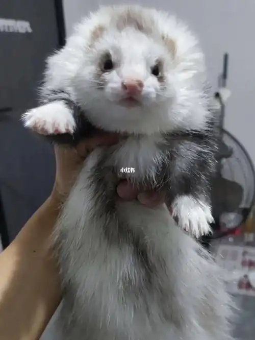 宠物貂  #安哥鲁貂  #貂  #安格鲁貂
