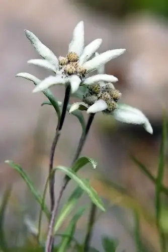 雪绒花(leontopodium alpinum).