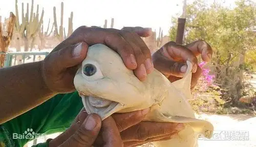 独眼鲨鱼词条图册_百度百科