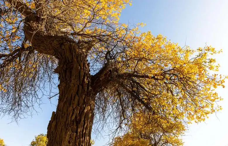 西行……走进戈壁,沙漠与胡杨林间