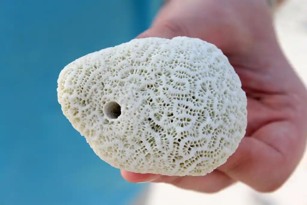 白珊瑚,在人的手里,美丽的珊瑚特写.