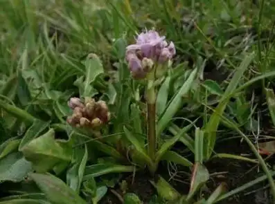 甘松图片甘松的作用与功效