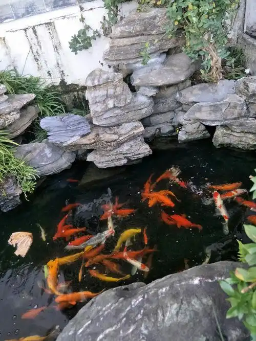 木雕门前的金鱼池