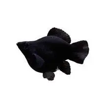 胎生鱼生鱼苗米奇鱼小鱼活观赏鱼热带鱼小型淡水好养孔雀鱼玛丽鱼