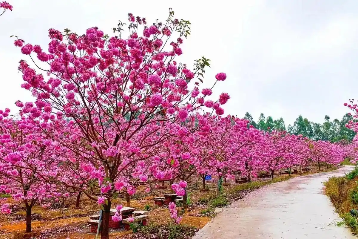 米径3-4-5-6-7-8公分紫花风铃木价格实惠供应商