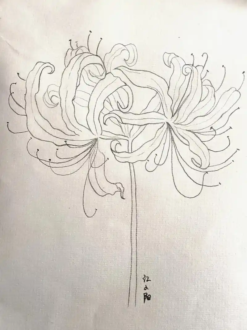 临摹 #手绘 #绘画过程 #彼岸花  - 抖音