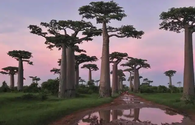 沙漠中的救命树,体内能囤2吨水,今在国内种植却成这样