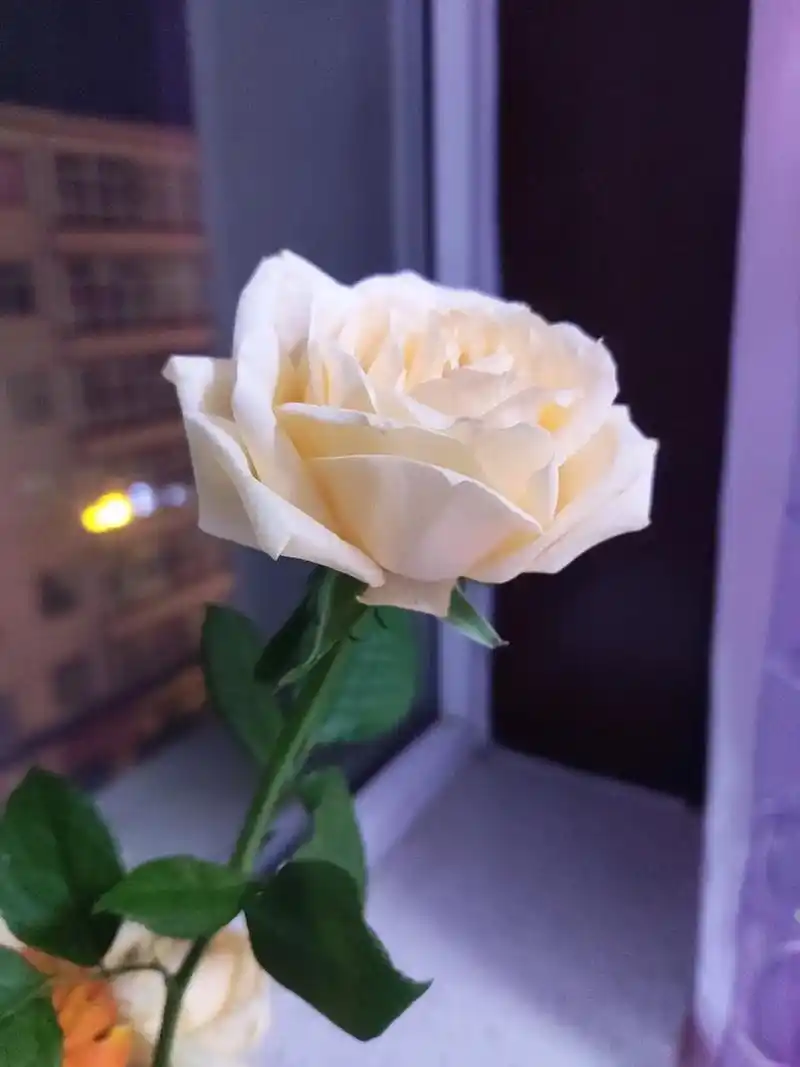 爱无关大小,单只玫瑰也是浪漫#香槟玫瑰 #一枝花 - 抖音