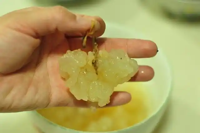 月子餐:椰壳木瓜炖雪蛤