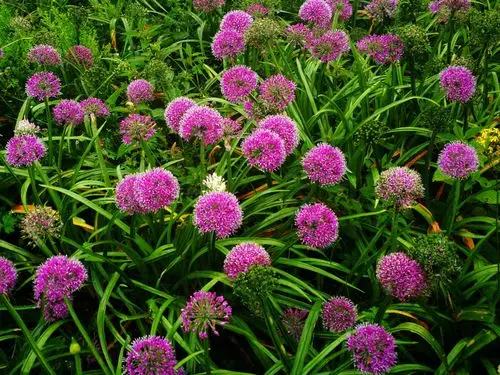 韭菜坪位于贵洲毕节赫障,花开在八,九月份,满山遍野都是韭菜花,天晴时