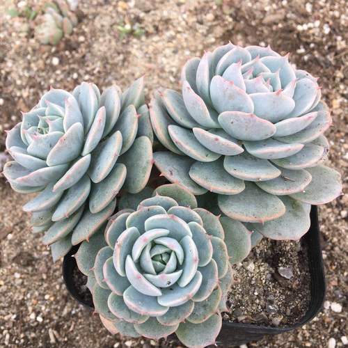 雪域巴黎多肉植物老桩群生组合盆栽清仓包邮多肉植物