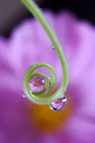 唯美露珠……手机拍摄