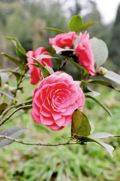 《春天里的小清新》花草