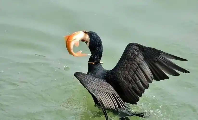 揭秘鸬鹚:为何禁止捕鱼?其危害有何不为人知?_水域_数量_技术