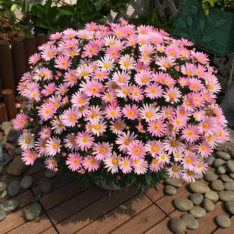 广东玛格丽特菊花怎么养经验分享精心整理