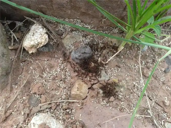 今天拍到了传说中的杀人红火蚁了 咬人后的图片-凉山论坛-麻辣社区