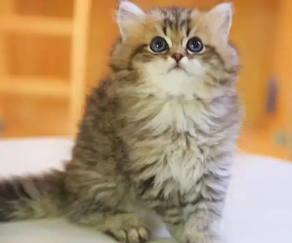 1.长毛虎斑金渐层弟弟