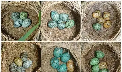 把喜鹊蛋换成鸡蛋竟然能孵出小鸡这是什么原理