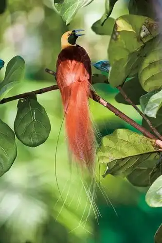 【美图欣赏】罕见的天堂鸟,美极了!