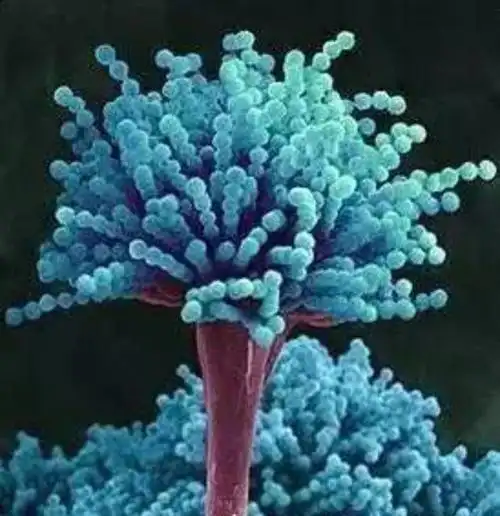 电子显微镜下的霉菌孢子