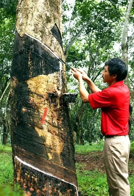 为什么东南亚的国家盛产天然橡胶